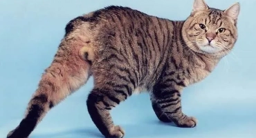 Хемороидите имат котка, котка и коте: как да се лекуват